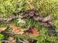 Bársonyos réteggomba (Stereum subtomentosum), Mecsek